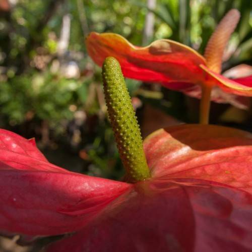 red flowers with olive-red spadix and green leaves and stems