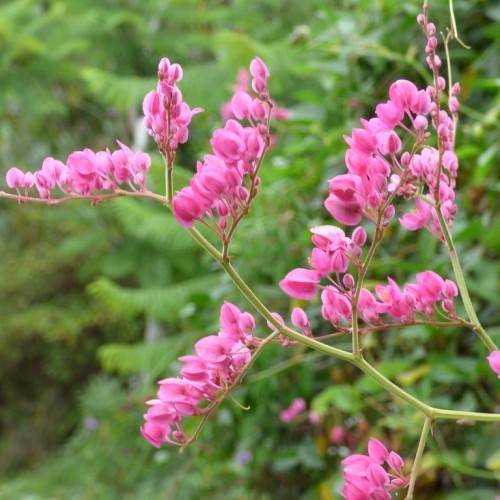 Green branches with pink flowers and pink buds.
