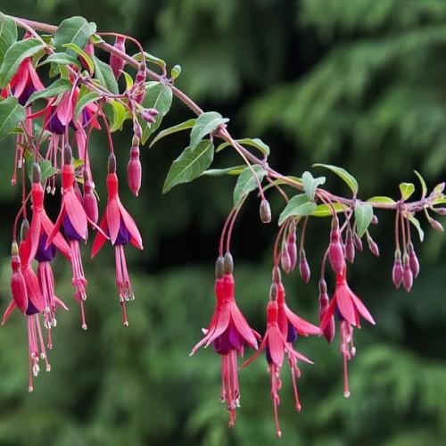 ruby-purple flowers with pink filaments, white anthers, dark-pink buds, green leaves and pink stems