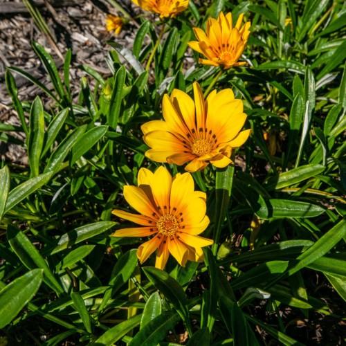 orange-black flowers with yellow center, green stems and leaves