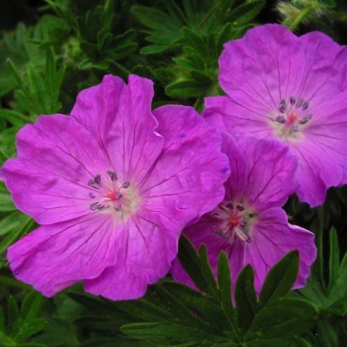 purple flowers with pink filaments, blue anthers and green leaves