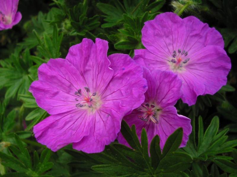 purple flowers with pink filaments, blue anthers and green leaves 

