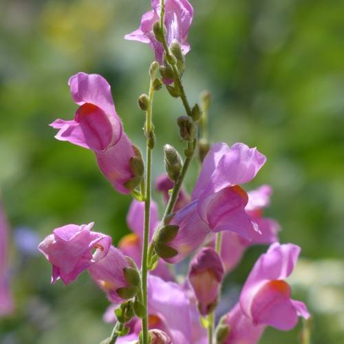 pink flowers with green sepals, olive buds, and light-green stems