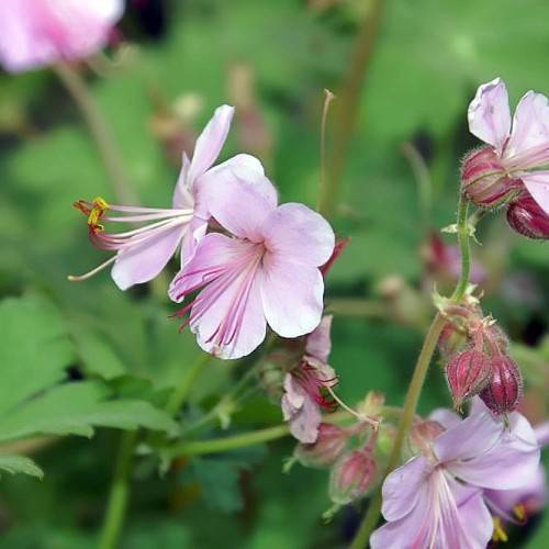 light-pink flowers with pink-yellow stamens, dark-pink buds, green leaves and stems