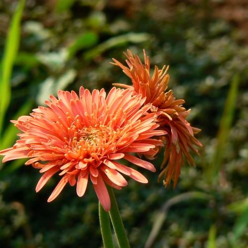 orange flowers with green stems and leaves
