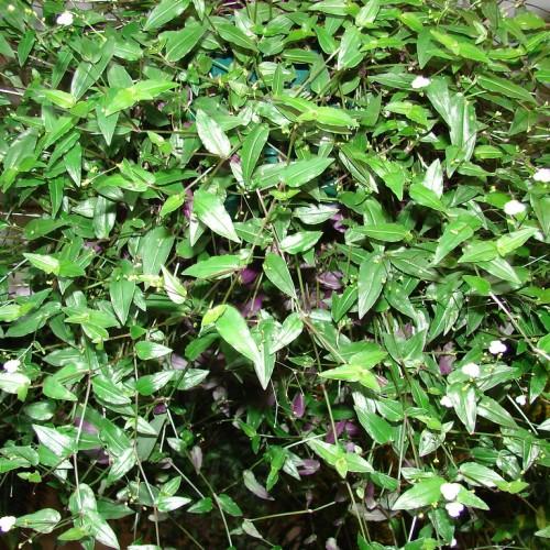 green-lime foliage and green stems
