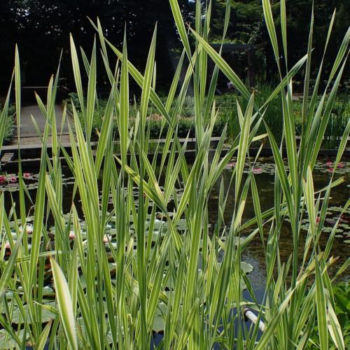 yellow-green foliage