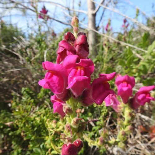 Spiky hairy purple-pink-white hues flowers and green leaves with green stem.