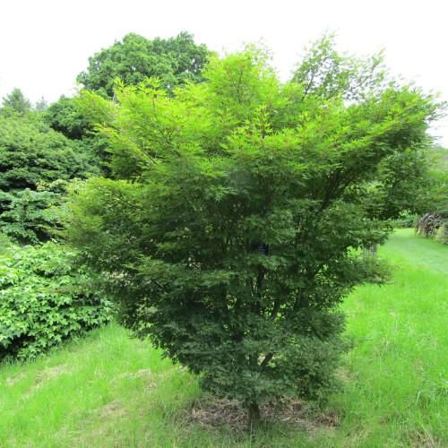 A tree with dark-brown branches filled with dense light-green leaves.