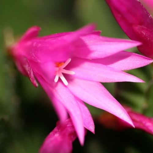 magenta-pink flowers with white stigmas and green leaves