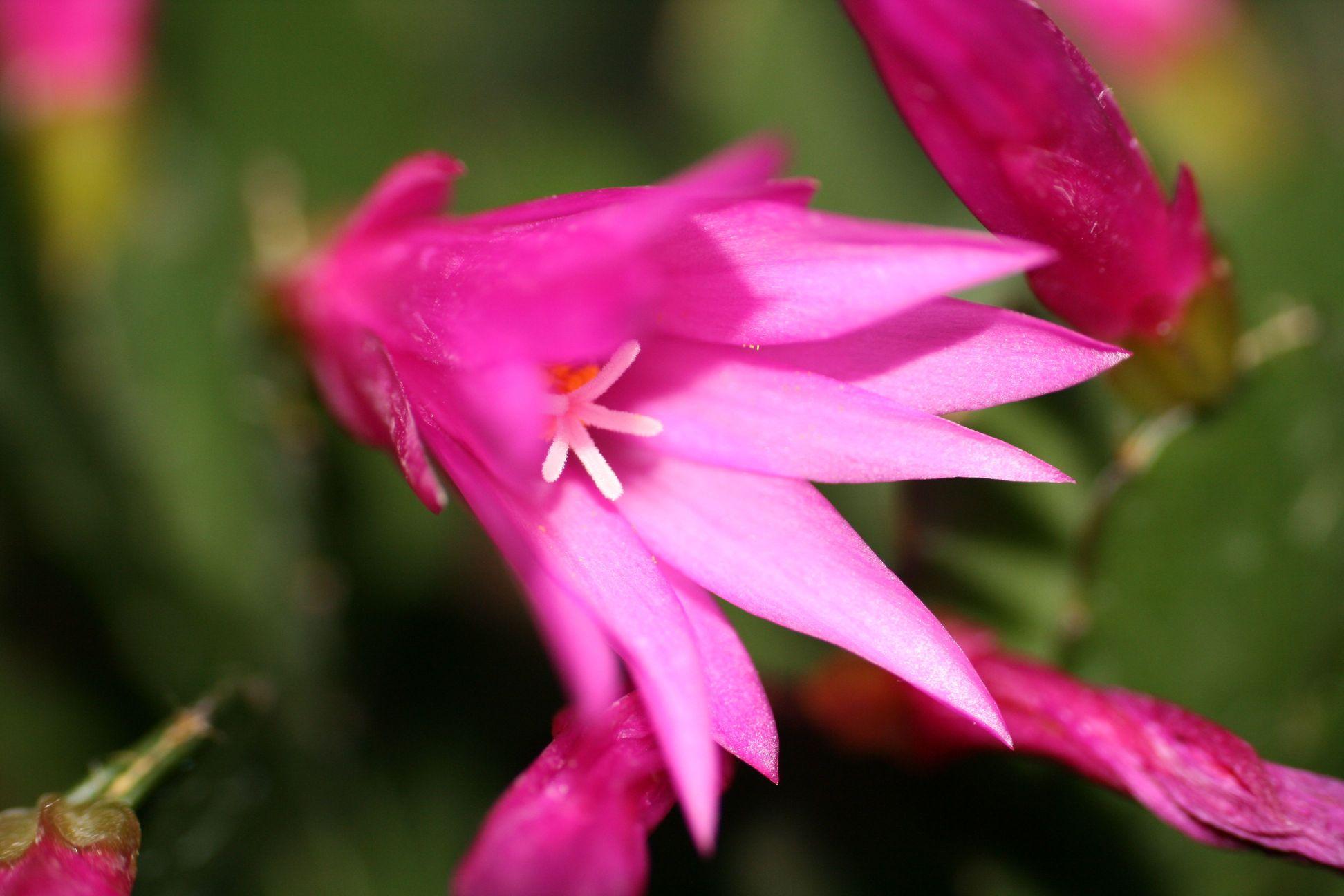 magenta-pink flowers with white stigmas and green leaves