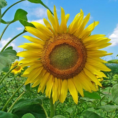 yellow flowers with orange-lime center, green leaves and stems
