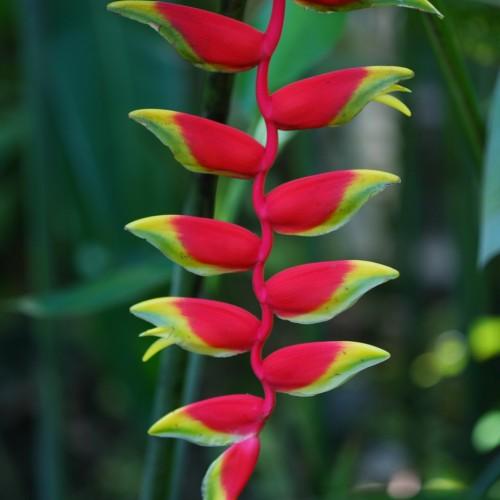 red-lime flowers with dark-green stems and leaves