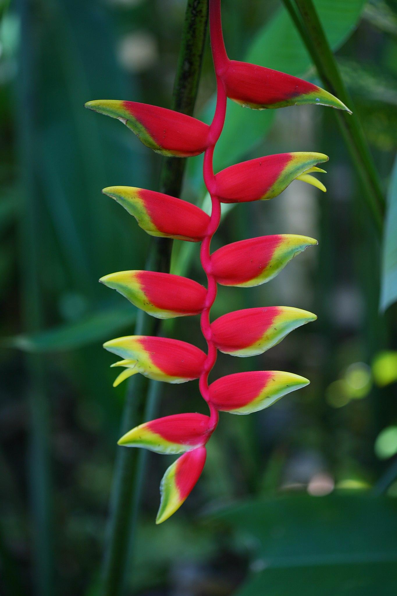 red-lime flowers with dark-green stems and leaves