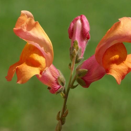 Orange-yellow flower with white hair, oliive green sepals stipules and stems
