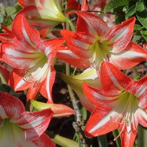 red-white flowers with white filaments, yellow-brown anthers, yellow center, lime stems and green leaves