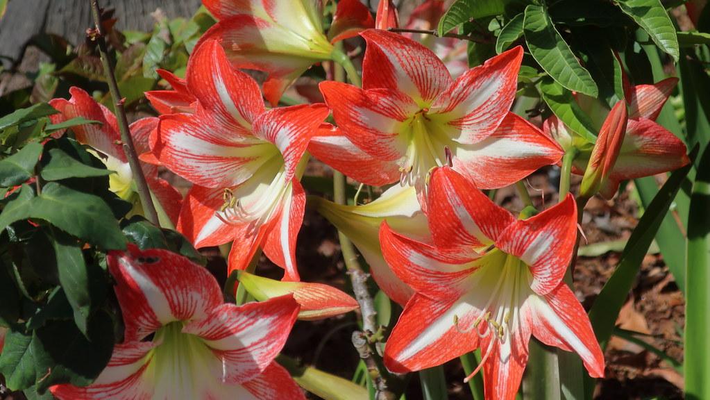 red-white flowers with white filaments, yellow-brown anthers, yellow center, lime stems and green leaves