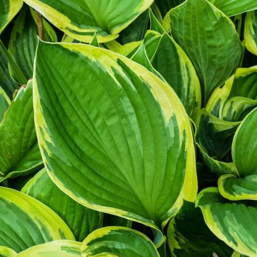 Green-lime leaves.