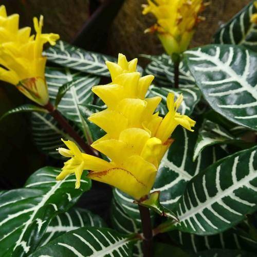 Yellow-red flowers with dark green-white leaves with white stripes.