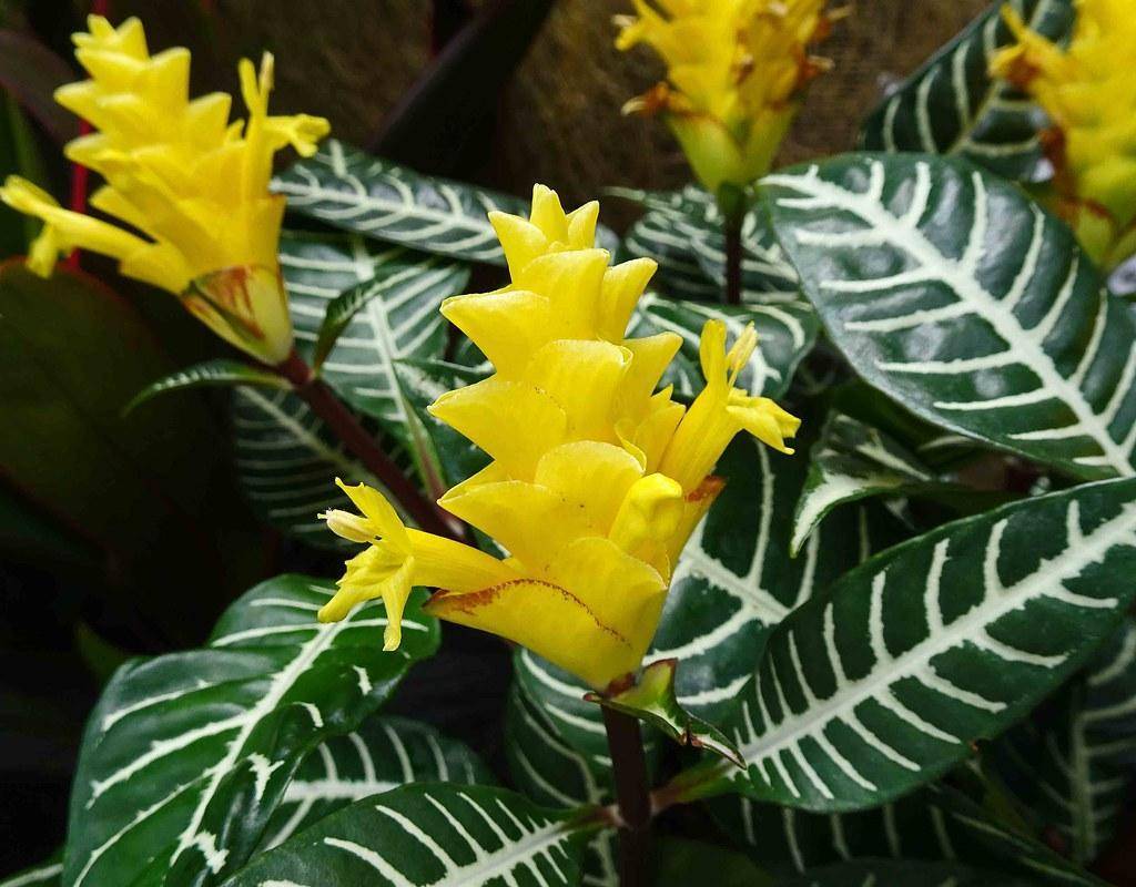 Yellow-red flowers with dark green-white leaves with white stripes.