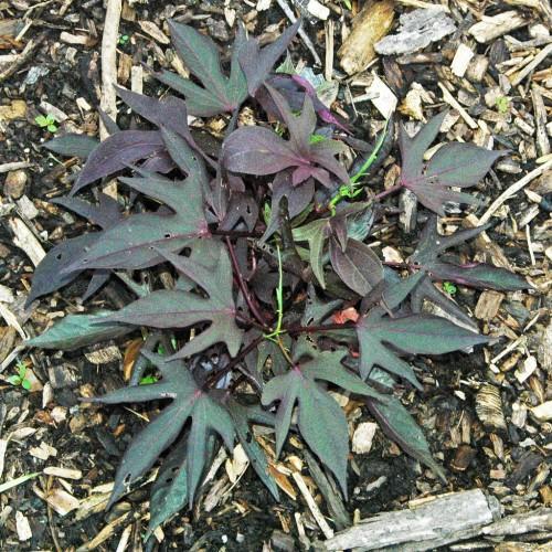 purplish-green, hand-like, deeply lobed leaves with burgundy stems and midribs
