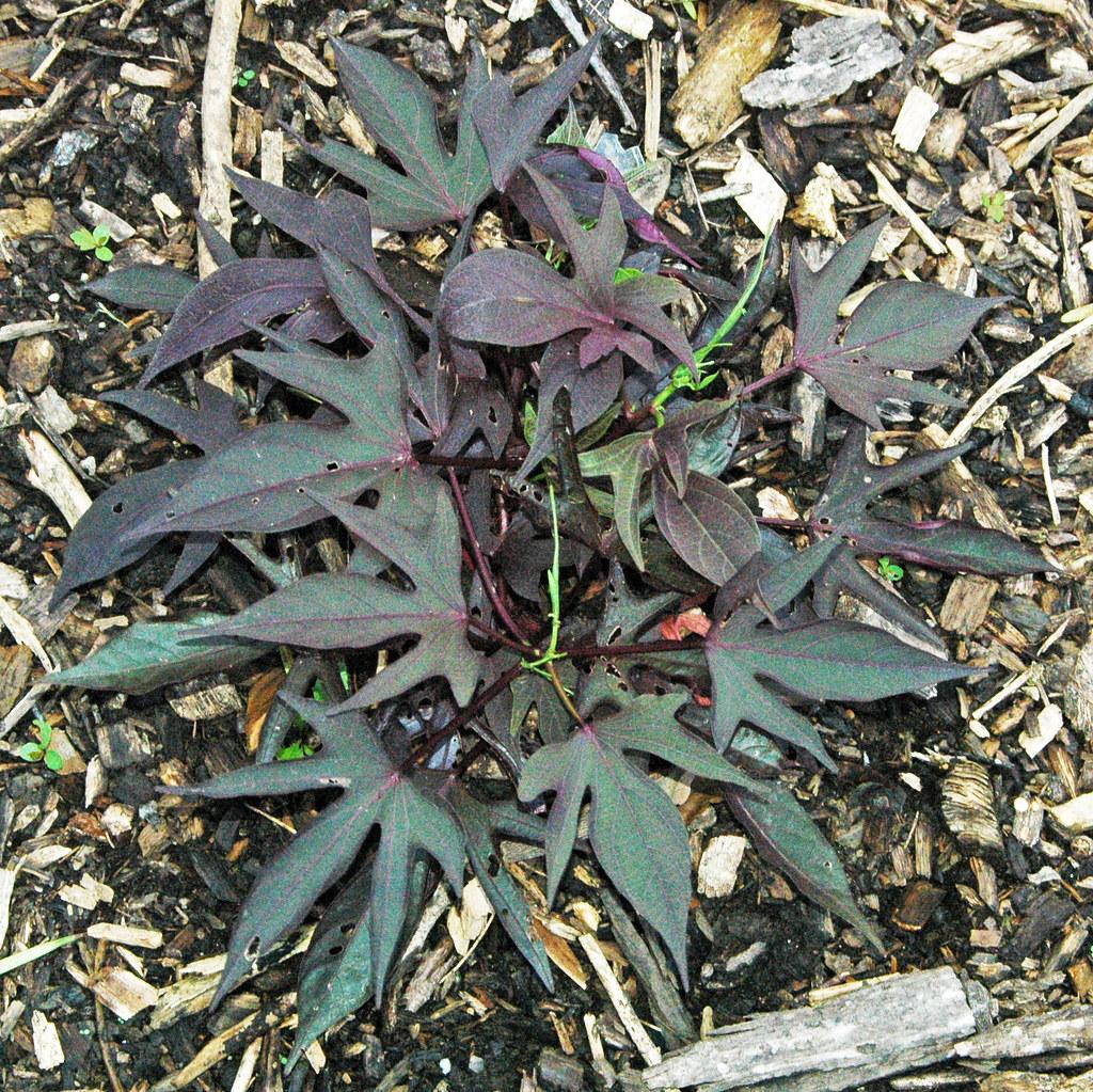 purplish-green, hand-like, deeply lobed leaves with burgundy stems and midribs

