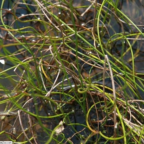 green-brown stems