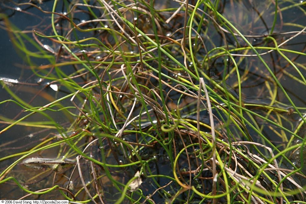 green-brown stems