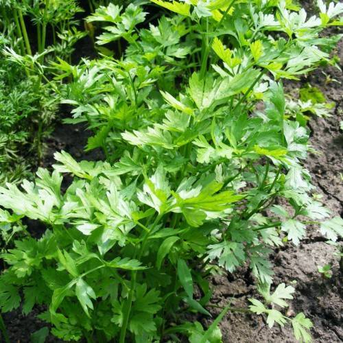 lush-green leaves and stems