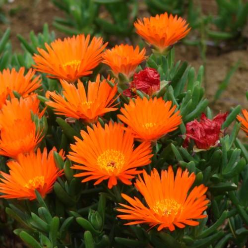 orange-red flowers with yellow center, green leaves and stems