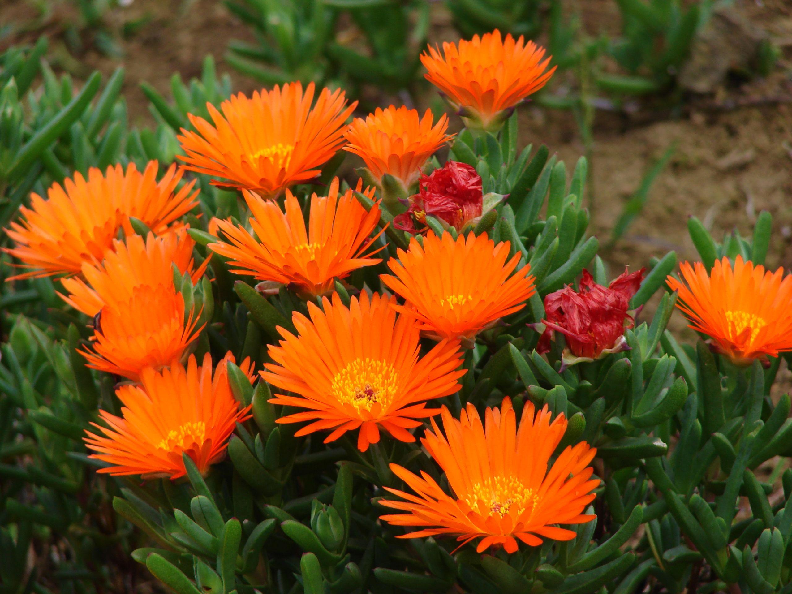 orange-red flowers with yellow center, green leaves and stems