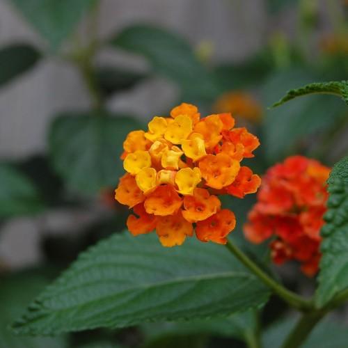 orange-yellow flowers with green stems and leaves