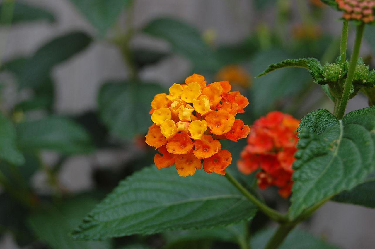 orange-yellow flowers with green stems and leaves