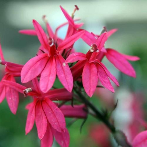 pink flowers with red-white stigmas, green leaves and brown stems 