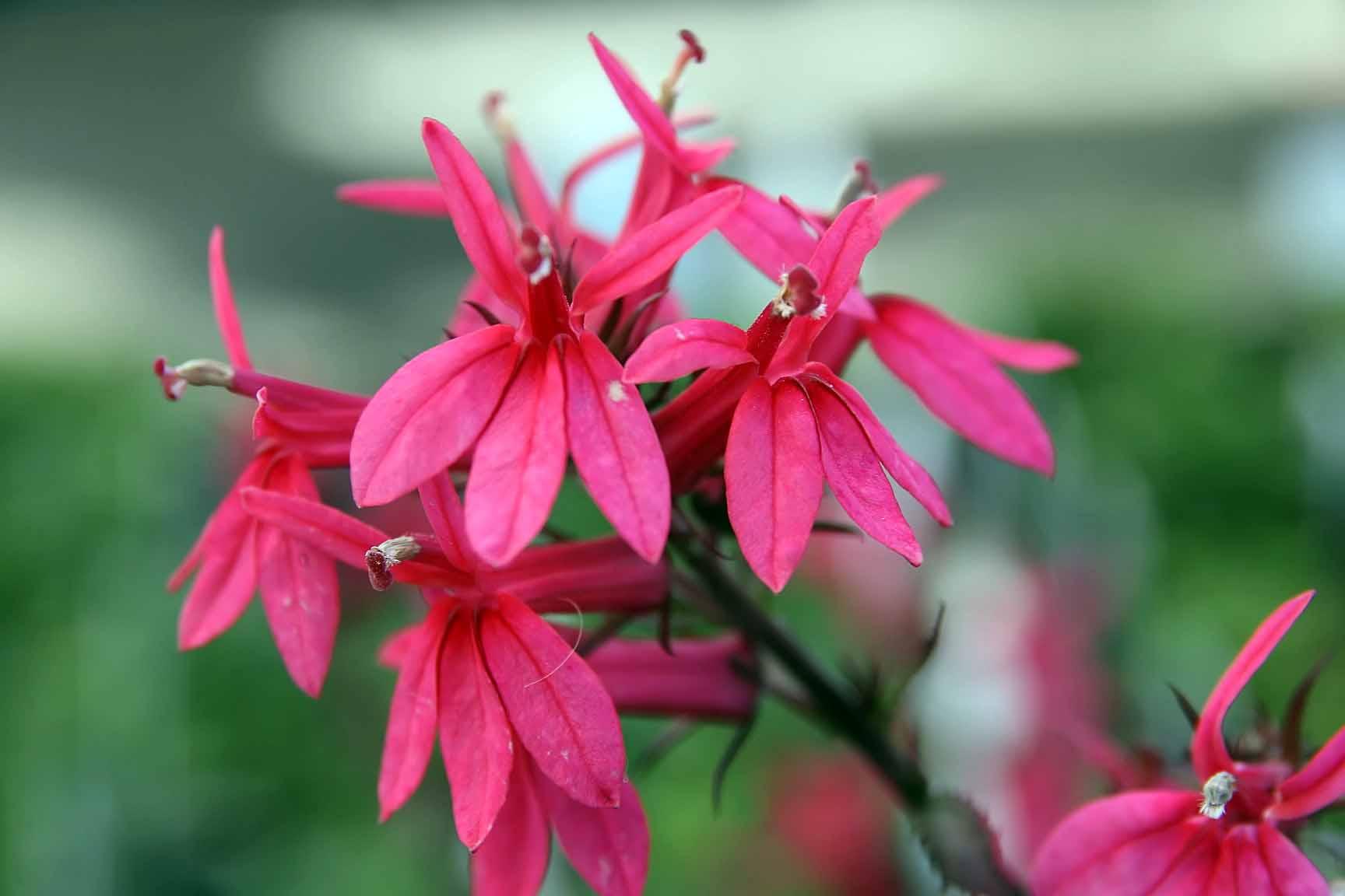 pink flowers with red-white stigmas, green leaves and brown stems 