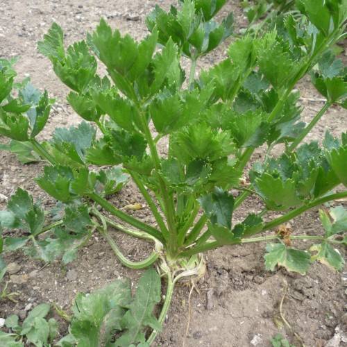 green leaves and stems
