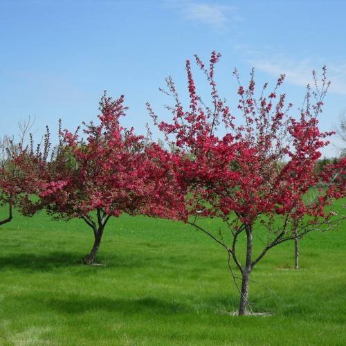 red leaves and flowers on dark-grey branches and trunks