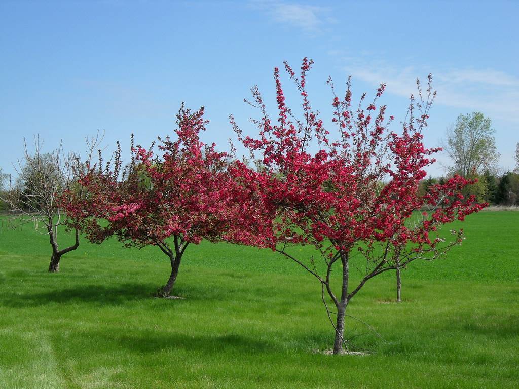 red leaves and flowers on dark-grey branches and trunks