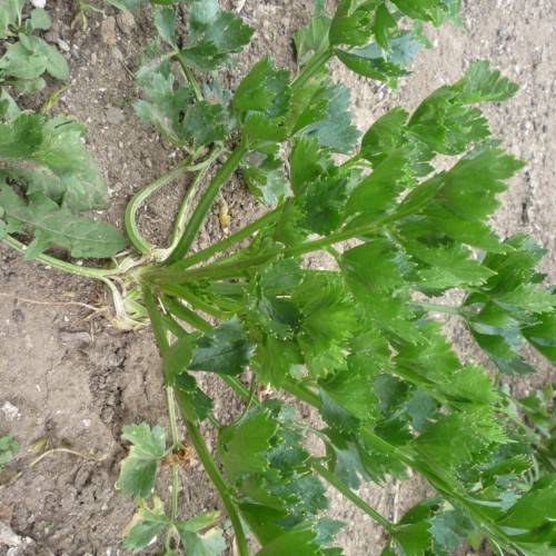 green leaves and stems