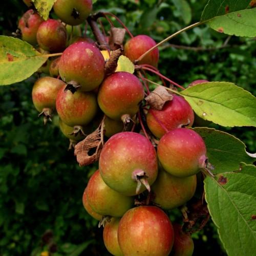 green-ruby fruits with lime-green leaves and pink-beige stems