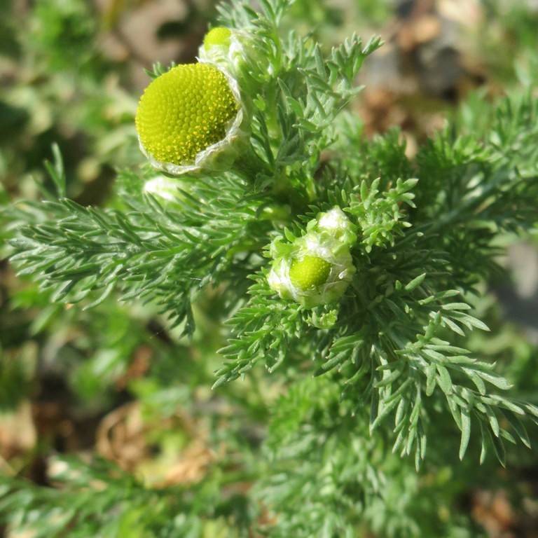 Pineapple Weed Image