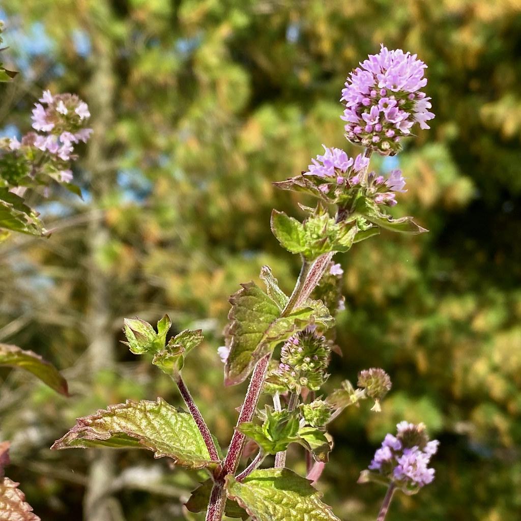 light-purple flowers and buds with lime-purple leaves and light-burgundy stems