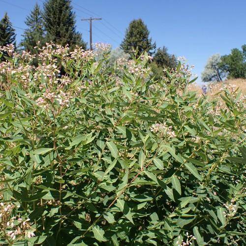 Brown-green stems, green leaves, and small white-pink flowers.