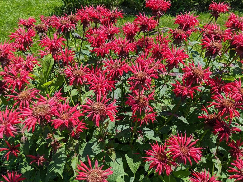 ruby flowers with brown center, lime stems and green leaves