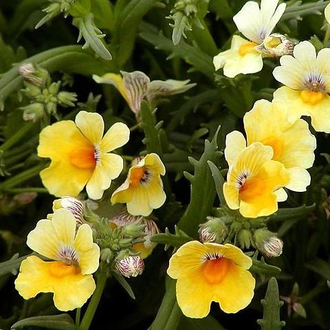 yellow flowers with white-orange center, white-purple buds, olive-green leaves and stems