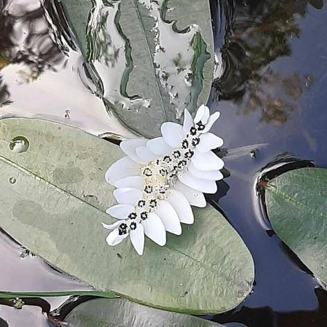 Green stems in freshwater and fragrant white flowers on gray-green leaves.