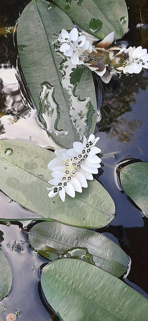 Green stems in freshwater and fragrant white flowers on gray-green leaves.  