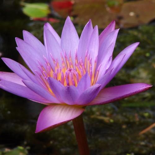 purple-magenta flower with orange filaments, purple anthers, green leaves and brown stem