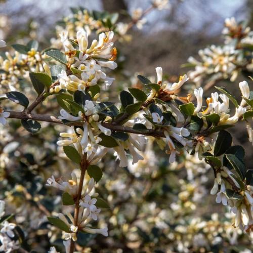 white-orange flowers with yellow center, olive-green leaves and brown branches