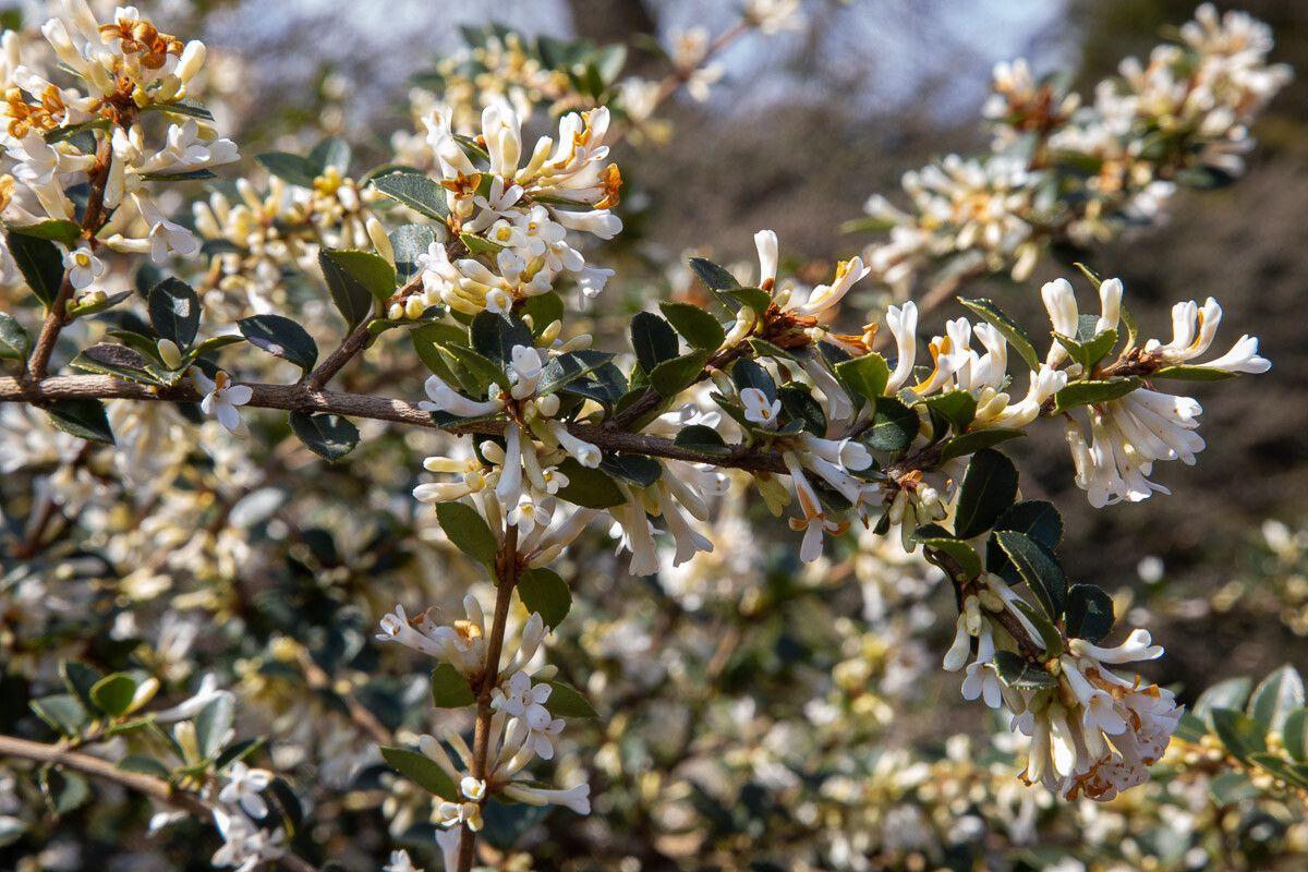 white-orange flowers with yellow center, olive-green leaves and brown branches